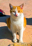 Cat domestic-0030