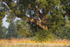 17th August Oak  Sunflowers