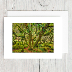 Wistmans Wood