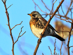 Fieldfare perched in a tree