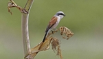 Male Red Backed Shrike.