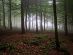 Danefield Woods