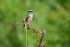 Red-backed Shrike