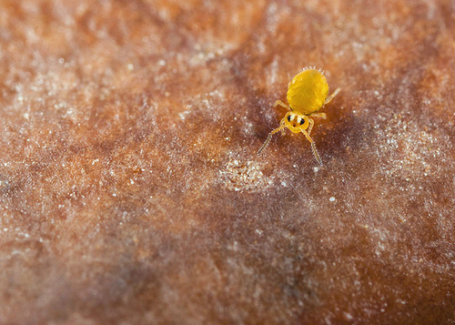 On the underside of a fallen leaf. Warwickshire, December 2012. Less than 1mm.