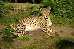 Cheetah - Anika