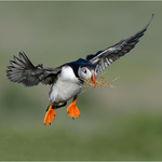 Digital-Bronze-Neil Thomas-Puffin with nesting material