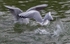 Gulls fighting for food