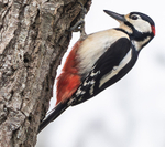 Great Spotted Woodpecker