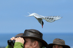 Arctic Tern attacking birder, Farne Islands
