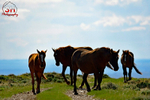 3HPhotog6-2-24_SW-WYO_3HR16159_Wild Horses