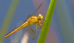 Dragonflies _0030