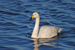Whooper Swan