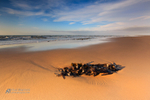 Kelp
