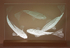 Koi