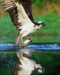 Rothiemurchus Osprey reflection with trout