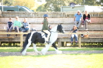 SBM_39038