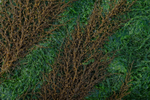 Rockweed 4