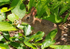 Wild Rabbit