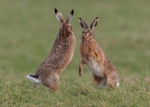 Brown Hare