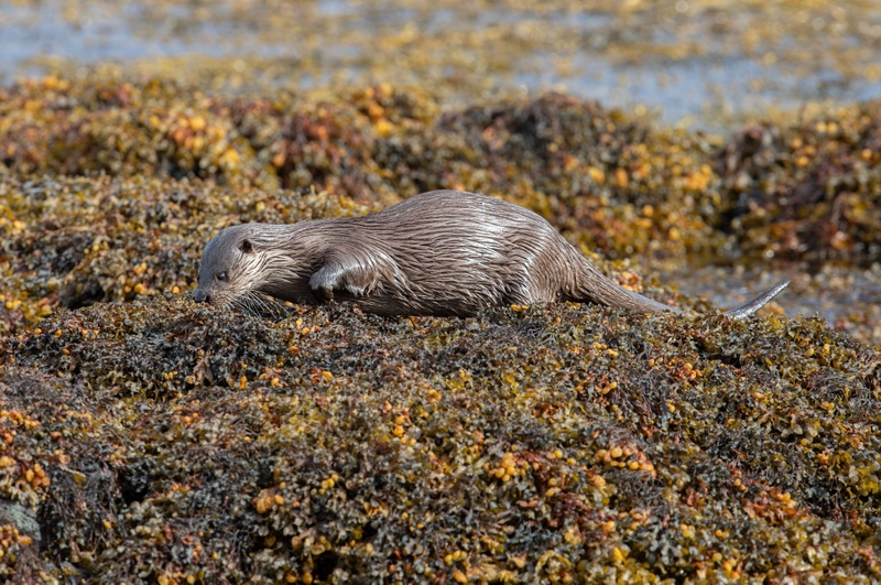 Eurasian Otter - Isle of Mull - Scotland