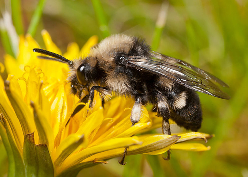 Feeding on a dandelion flower. Warwickshire, April 2012.