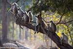 Langur's family