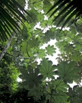 Rainforest Canopy
