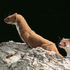 Weasel's
