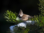 Crested Tit - Lophophanes cristatus