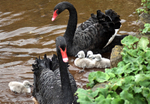 4 day old Black Swans at Dawlish 3