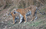 Maya and her cub