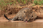 Male Jaguar Donal drinking, Pantanal, Mato Grosso, Brazil