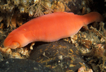 Nipponnemertes pulcher