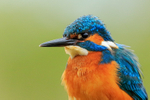 Kingfisher (male) close-up, Scotland
