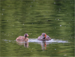 Little Grebe mid-shake