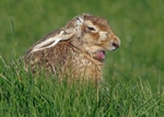 Brown Hare