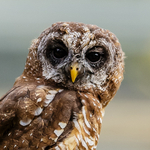 chaco owl Strix chacoensis-7825-2