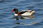 Shelduck