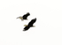 Eagle Pair