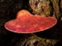 Beefsteak Fungus (01)