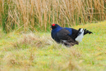 Black Grouse (male), Scotland