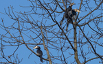 Oriental Pied Hornbill