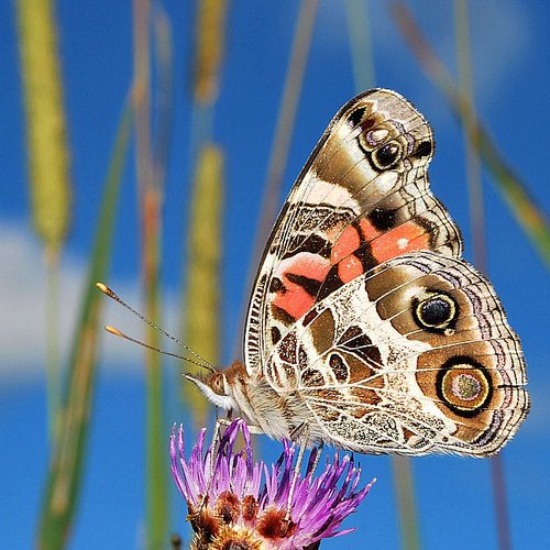 An American Lady(Vanessa virginiensis) feeds on a Black Knapweed flower and surrounded by a vertical jungle of wild g…