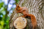 z4165 Red Squirrell in Borthwood