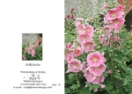Summer 5.  Hollyhocks