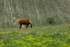Horse in meadow