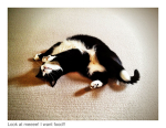 Veterinary-Nurse-Cat-Sitter-Richmond