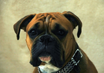 Boxer
