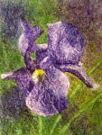 Purple Iris