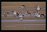 Oyster Catchers